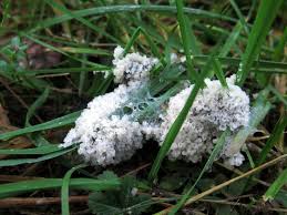 Attēlu rezultāti vaicājumam “Fuligo cinerea”