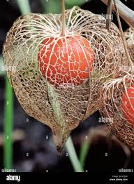 Attēlu rezultāti vaicājumam “Physalis alkekengi fruit”