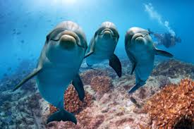 Image result for Durley Dolphin Diver