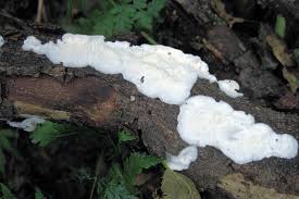 Attēlu rezultāti vaicājumam “Plicatura nivea”