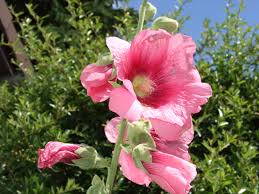 Image result for Stockrose