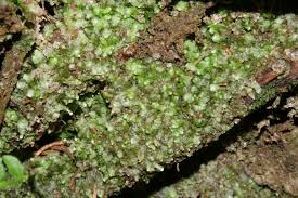 Attēlu rezultāti vaicājumam “Calypogeia integristipula”