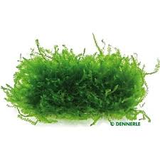 Attēlu rezultāti vaicājumam “Blepharostoma trichophyllum”