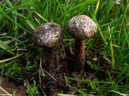 Attēlu rezultāti vaicājumam “Tulostoma fimbriatum”