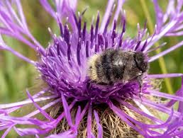 Attēlu rezultāti vaicājumam “Centaurea phrygia flower”