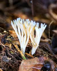 Attēlu rezultāti vaicājumam “Tremellodendropsis tuberosa”