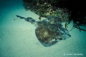 Image result for Raja undulata