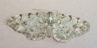 Attēlu rezultāti vaicājumam “Aethalura punctulata”