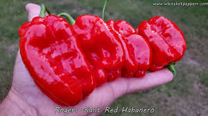 Afbeeldingsresultaat voor white habanero hot pepper