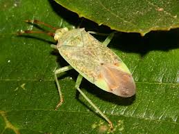 Attēlu rezultāti vaicājumam “Pantilius tunicatus”