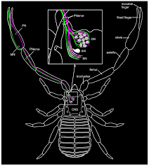 Attēlu rezultāti vaicājumam “Chelifer cancroides”