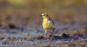 Attēlu rezultāti vaicājumam “Motacilla citreola”