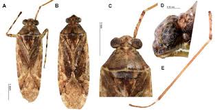 Attēlu rezultāti vaicājumam “Phytocoris sp.”