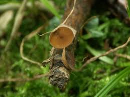 Attēlu rezultāti vaicājumam “Rutstroemia firma”