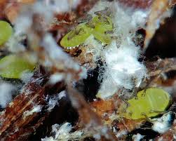 Attēlu rezultāti vaicājumam “Prociphilus xylostei”