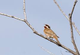 Image result for Emberiza leucocephalos
