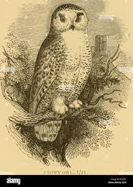 Image result for Essex Stragglers