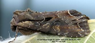 Attēlu rezultāti vaicājumam “Lacanobia suasa”