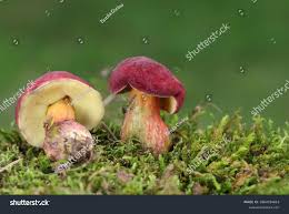 Attēlu rezultāti vaicājumam “Xerocomus rubellus”