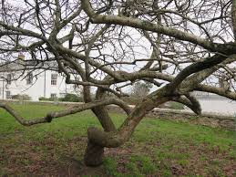 Attēlu rezultāti vaicājumam “Mespilus germanica”