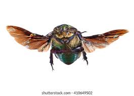 Attēlu rezultāti vaicājumam “Potosia cuprea imago”