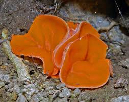 Attēlu rezultāti vaicājumam “Aleuria aurantia”