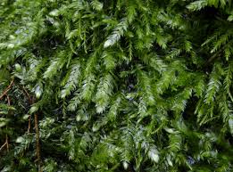 Attēlu rezultāti vaicājumam “Taxiphyllum wissgrillii”