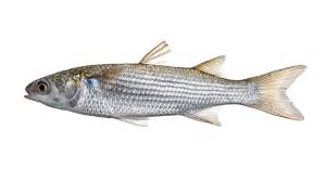 Image result for Mugil