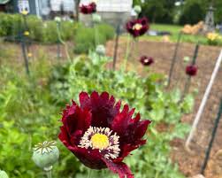 Image result for Papaver somniferum Black