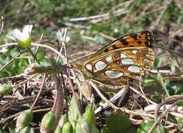 Attēlu rezultāti vaicājumam “Issoria lathonia underside”