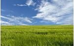 Fields Wallpaper #11 - Wallpaper Bang
