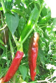 Image result for Paprika