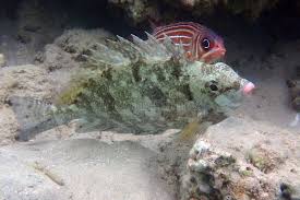 Image result for Siganus rivulatus