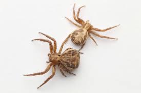 Attēlu rezultāti vaicājumam “Xysticus cristatus”