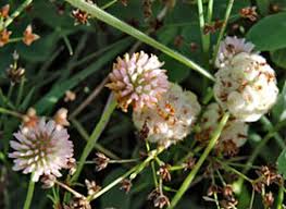 Attēlu rezultāti vaicājumam “Trifolium fragiferum”