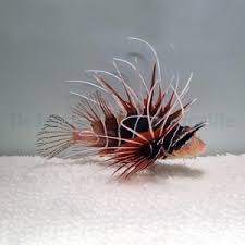 Image result for Pterois radiata