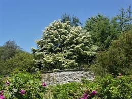 Attēlu rezultāti vaicājumam “Tilia tomentosa flower”