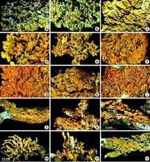 Attēlu rezultāti vaicājumam “Xanthoria polycarpa”