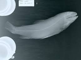 Image result for Salmo pallaryi