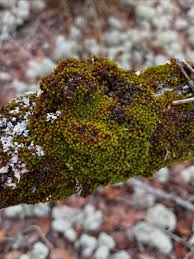 Attēlu rezultāti vaicājumam “Blepharostoma trichophyllum”