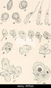 Attēlu rezultāti vaicājumam “Didymium difforme macro”