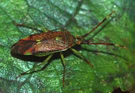 Attēlu rezultāti vaicājumam “Pantilius tunicatus”