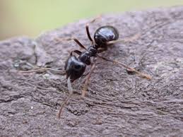 Attēlu rezultāti vaicājumam “Lasius fuliginosus”