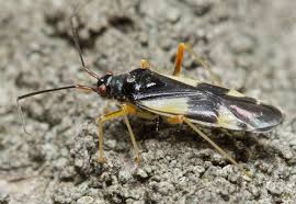 Attēlu rezultāti vaicājumam “Dryophilocoris flavoquadrimaculatus imago”