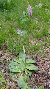 Attēlu rezultāti vaicājumam “Plantago media”