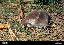 Attēlu rezultāti vaicājumam “Sorex araneus”