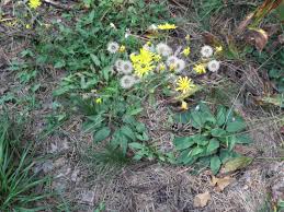 Attēlu rezultāti vaicājumam “Hieracium murorum flower”