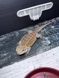 Image result for leicester dragons