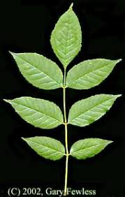 Attēlu rezultāti vaicājumam “Fraxinus pennsylvanica”