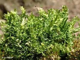 Attēlu rezultāti vaicājumam “Plagiothecium denticulatum”